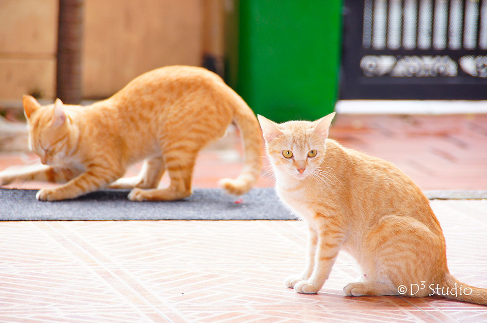 Cats