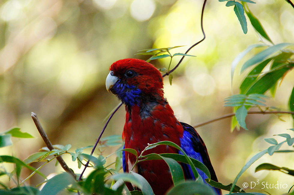 Parakeet