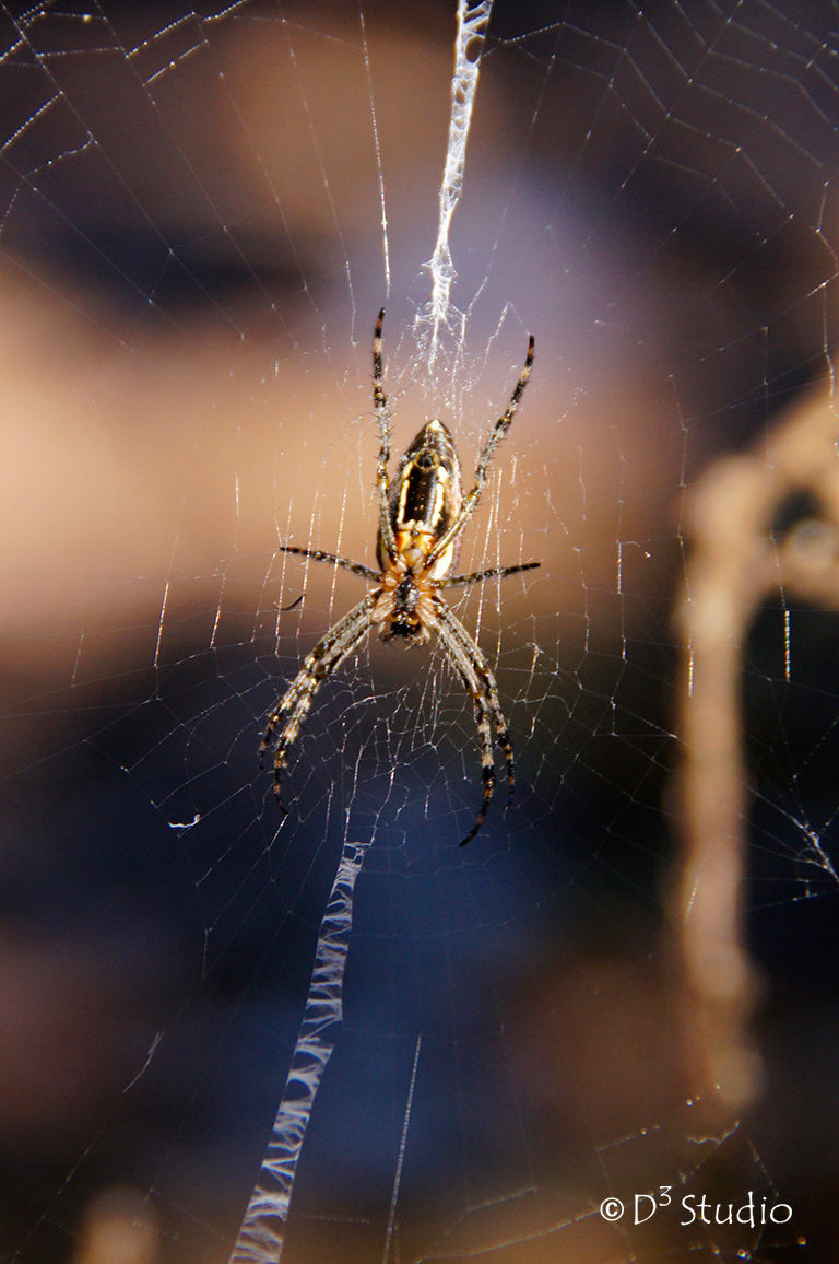Spider