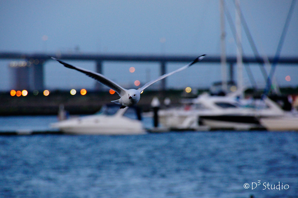 Seagull