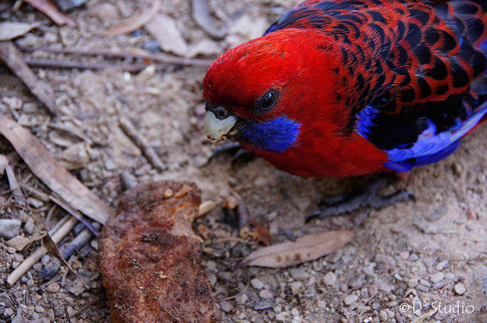 Parakeet