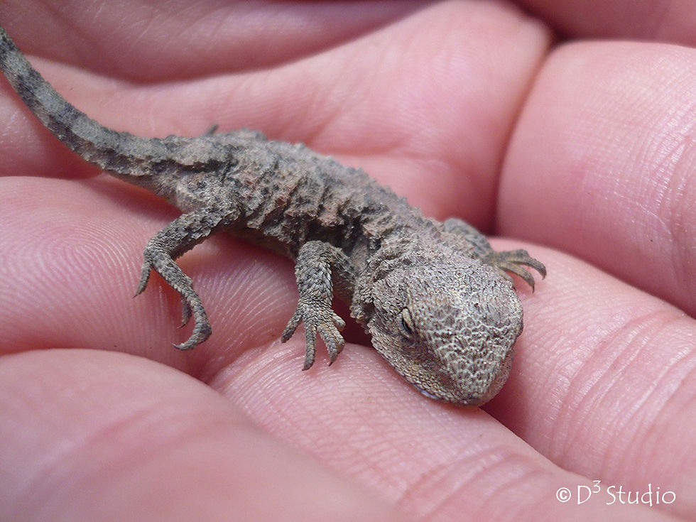 Lizard