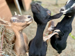 Daria, Munchkin, Buttercup & Lavender
