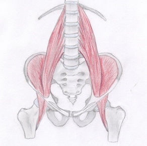 Der Psoas major - ein kleiner anatomischer Exkurs