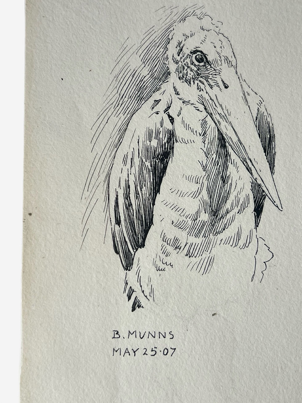 Thumbnail: A pen and ink sketch of a pair of marabou storks by Bernard Munns 1907