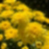 yellow mums closeup.jpg