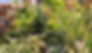 houseplants cropped.jpg