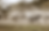zebras photographer.png