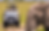 Upclose game drive.png