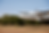 Flying safari.png