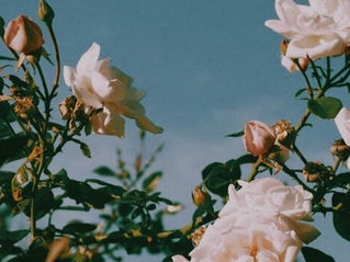 The natural power of Roses in Skincare...
