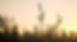 nature%20nurturing_spray%20point%20-6786_edited.jpg