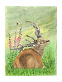 A watercolour painting of a stag, deer basking in sunshine.