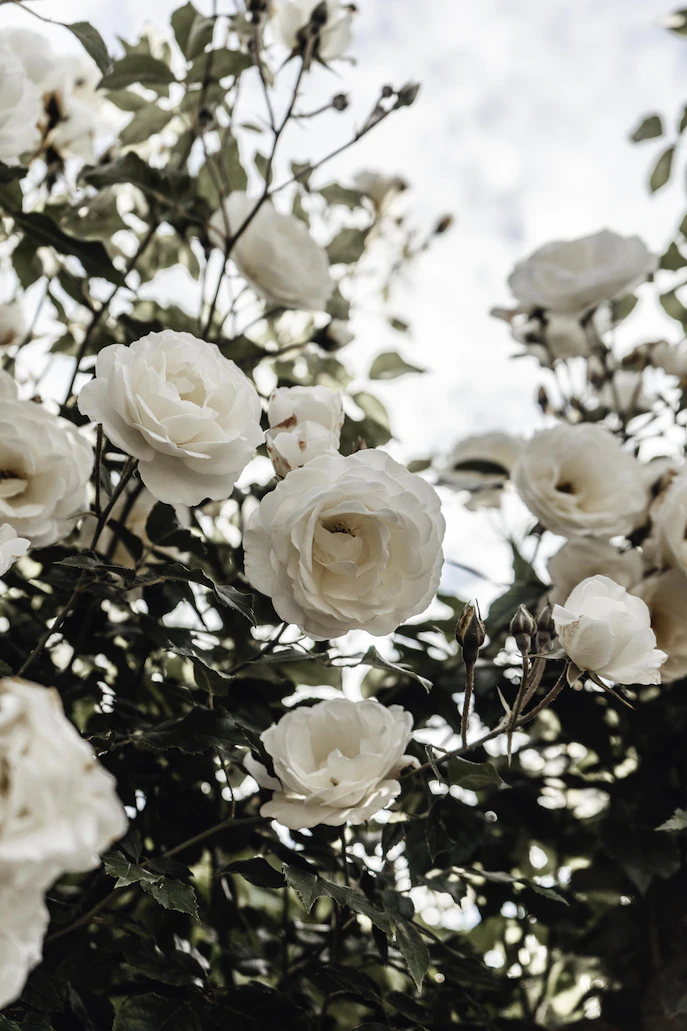 photo-1592125661285-79820f2fdf7a.webp