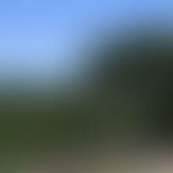 Kruger - December 2019