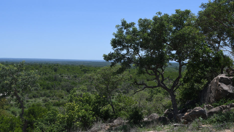 Kruger - December 2019