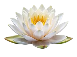 White Lotus