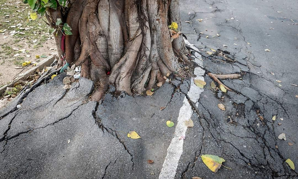 tree roots causing damage to concrete