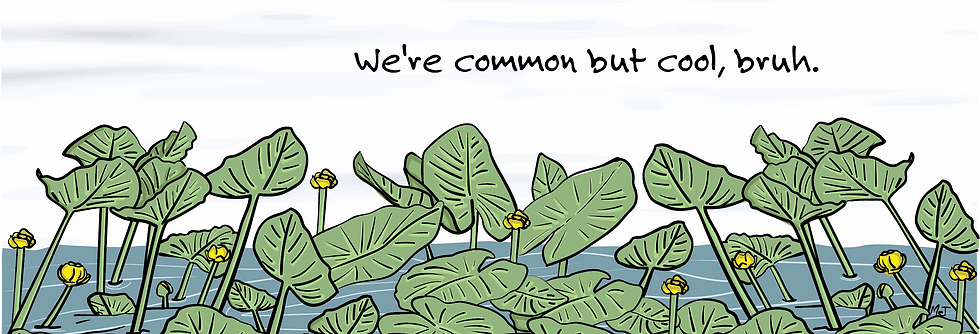 NewSpatterdock1.png