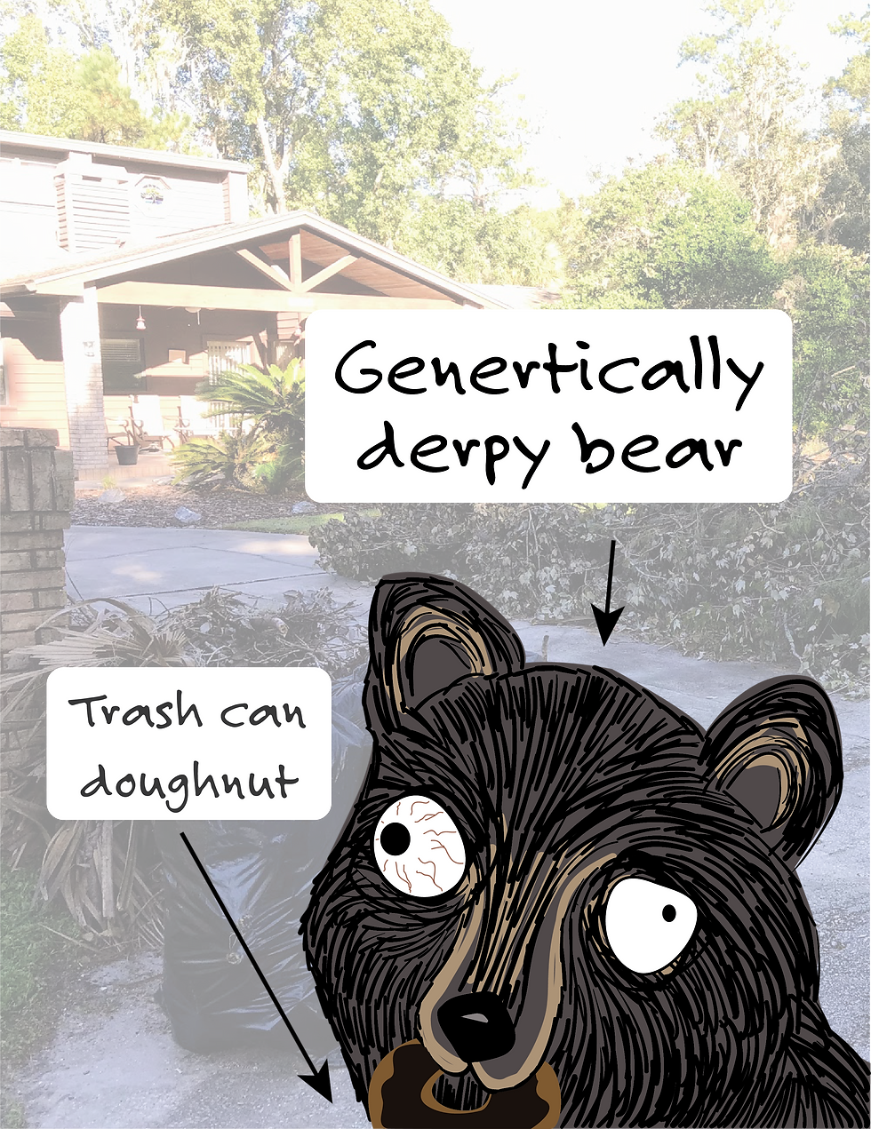 NewBlackBear6.png