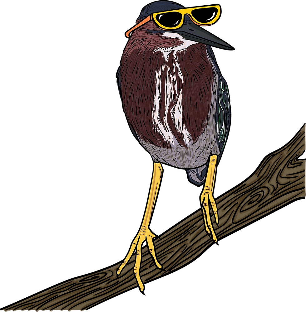 LtlGreenHeronCool.png