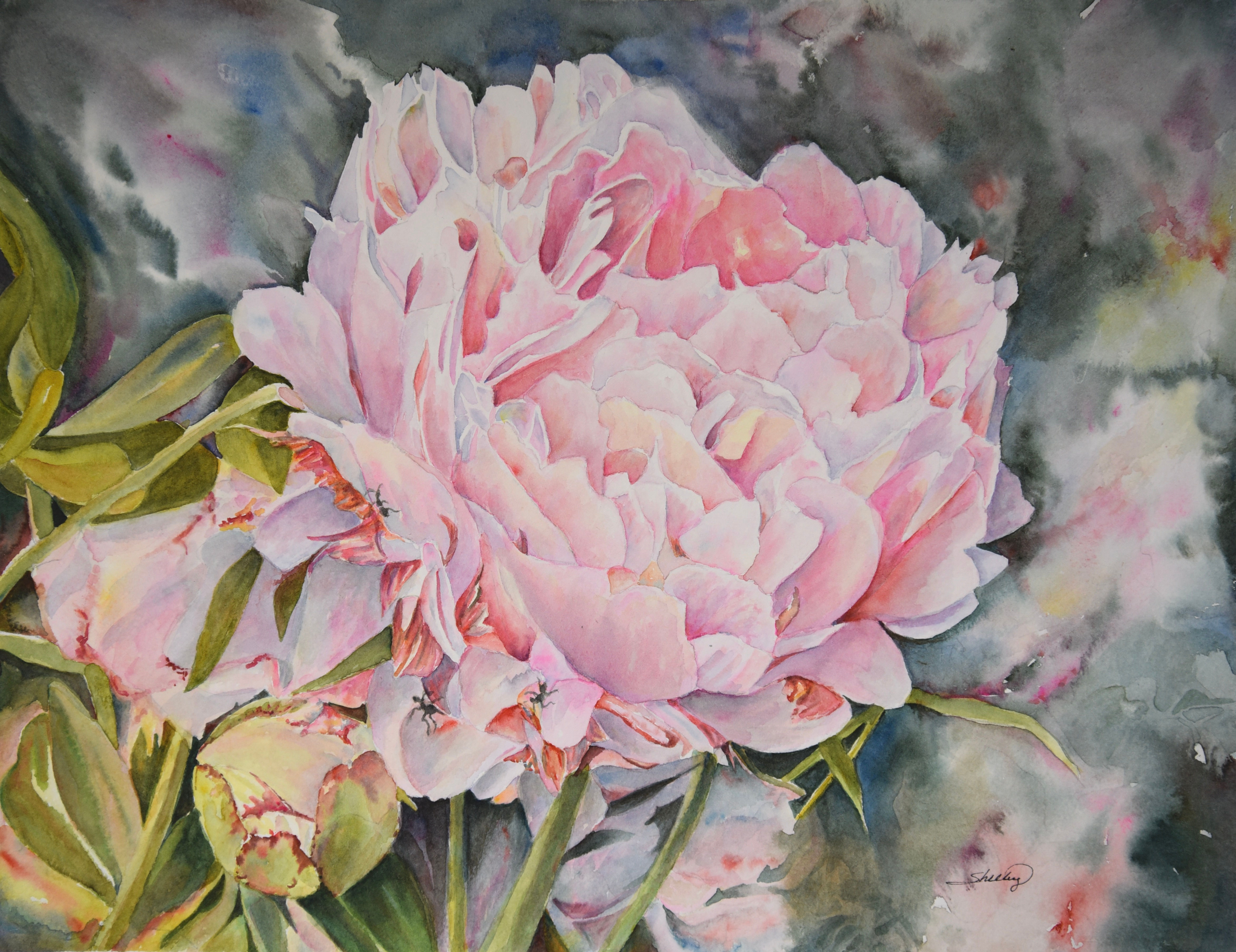 Shelley Cochrane, Opera Peony