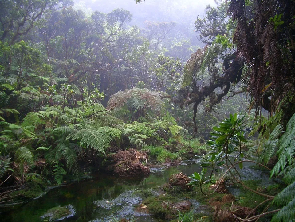 Forest.jpg.webp