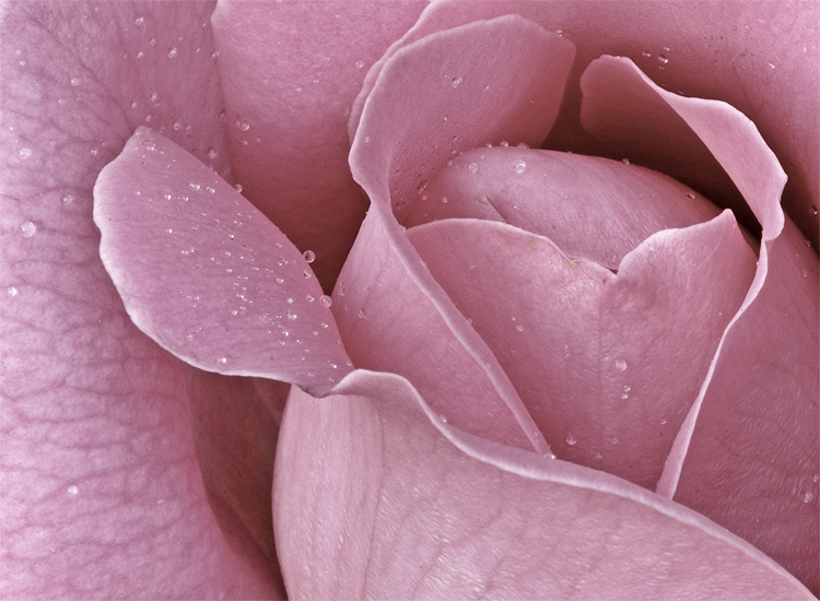 Background Of Pink Flowers Texture Macro Photography Stock Photo Picture And Royalty Free Image Image 103895909