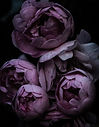 IMG_0007.jpg