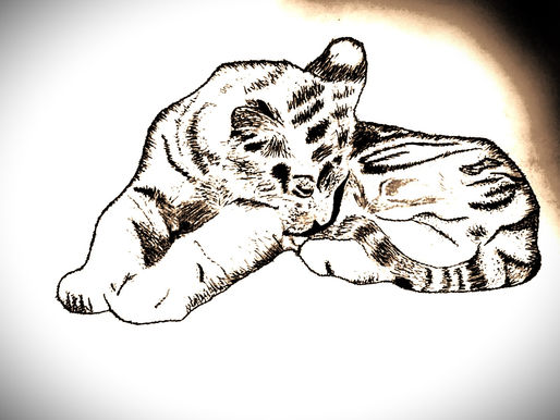 Advanced Sketching Course: Black and White Tiger