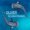 Turquoise water, two whale sharks circling the text "Oliver Scuba Diving"