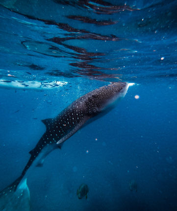 A whale shark in crystal clear underwater visibility.
