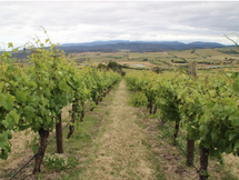 How Josef Chromy Wines Used AgTech to Reshape Vineyard Irrigation and Asset Management