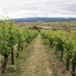 How Josef Chromy Wines Used AgTech to Reshape Vineyard Irrigation and Asset Management