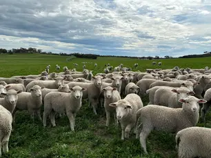 Technology Adoption & Drought Resilience in Australian Sheep Farming