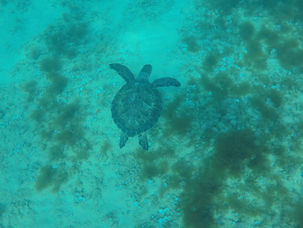 שלישי חלומי עם אנה