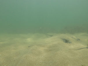 ים של טריגונים