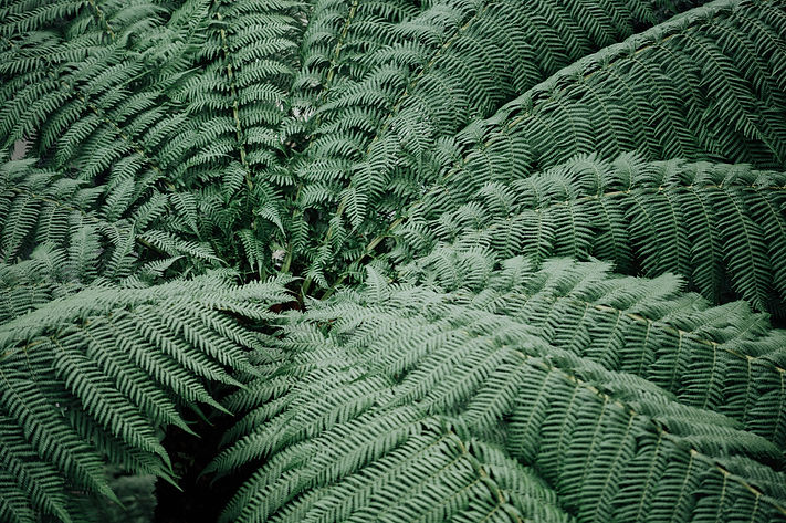 chuttersnap-Rv7dd0VF6jA-unsplash.jpg