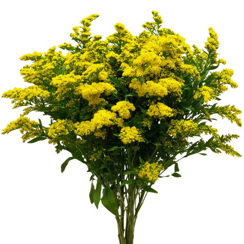 Aster Solidago Golden Glory