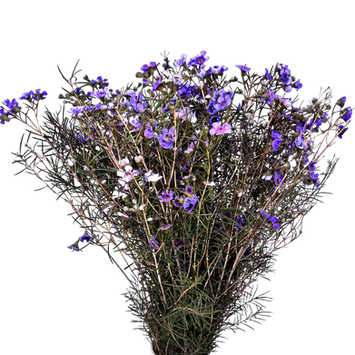 Waxflower Purple Tinted