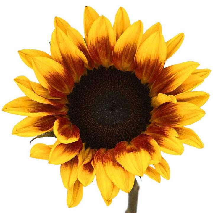 Sunflower Bicolor Firewalker