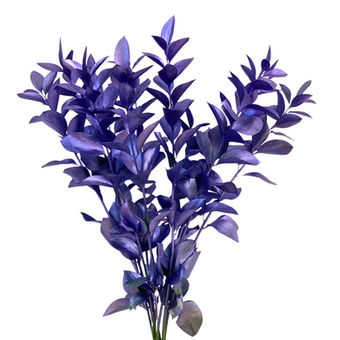 Ruscus Tinted Purple 