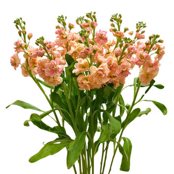 Stock Double Peach