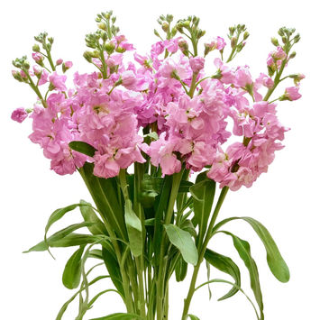 Stock Double Pink
