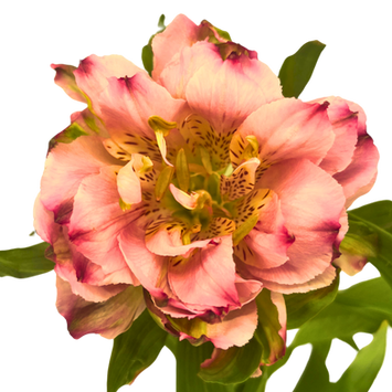 Alstroemeria Fashionista