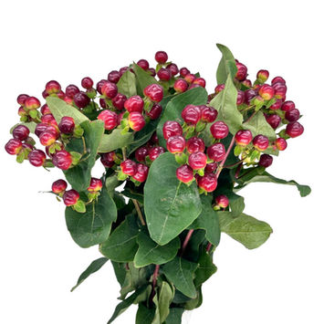 Hypericum Magical Red Wine