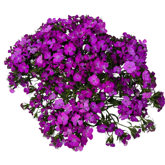 Dianthus Purple 