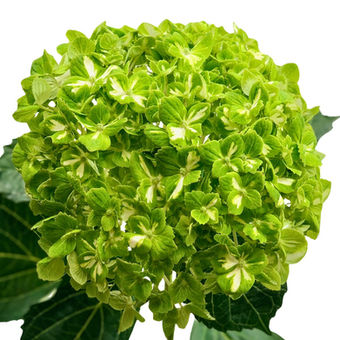Hydrangea Emerald Variegated