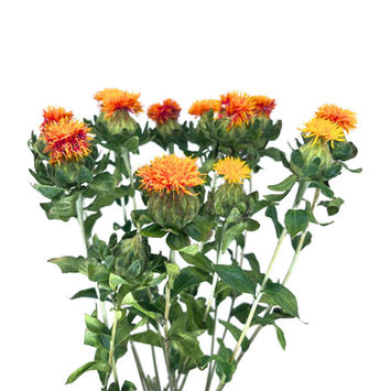 Carthamus Safflower