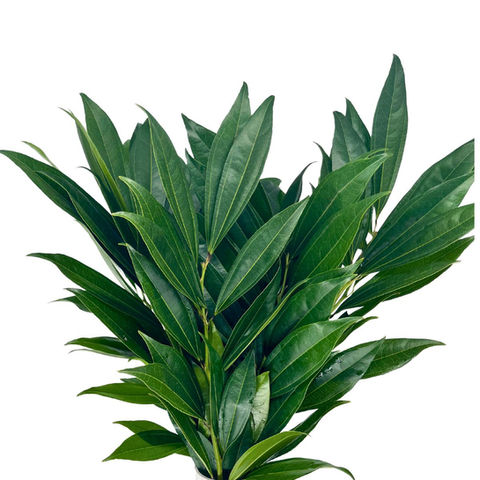 Foliage Cocculus